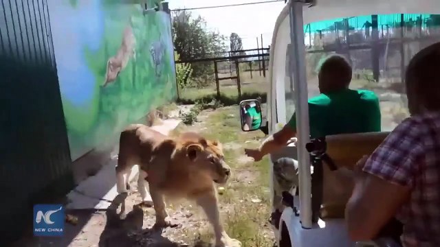 Ce lion demande des calins aux touristes