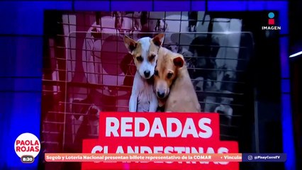 Denuncian redadas ilegales de perros y gatos en Edomex | DPC con Paola Rojas