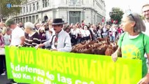 Ovejas y cabras protagonizan la Fiesta de la Trashumancia en Madrid