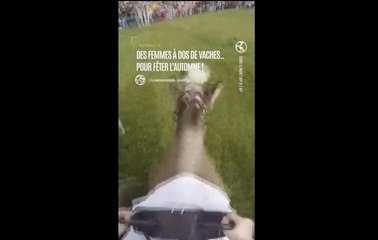 Suisse : on fête l'automne avec une course à dos de vache