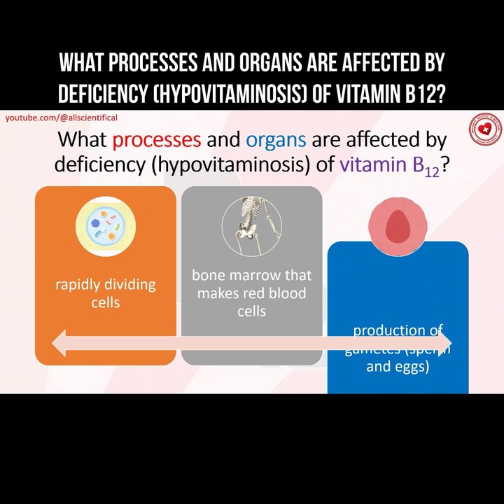 What processes and organs are affected by deficiency (hypovitaminosis) of vitamin B12?