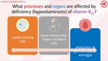 What processes and organs are affected by deficiency (hypovitaminosis) of vitamin B12?