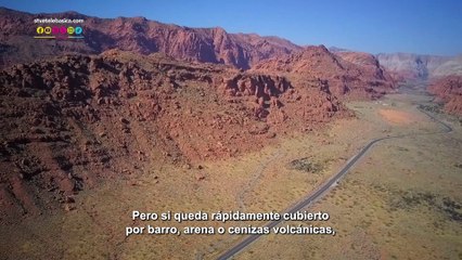 Ilustrando tu mente: Fosiles