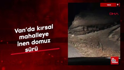 Van'da kırsal mahalleye inen domuz sürüsü