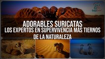 Suricatas: Los Expertos en Supervivencia MÁS ADORABLES de la Naturaleza