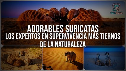 Suricatas: Los Expertos en Supervivencia MÁS ADORABLES de la Naturaleza