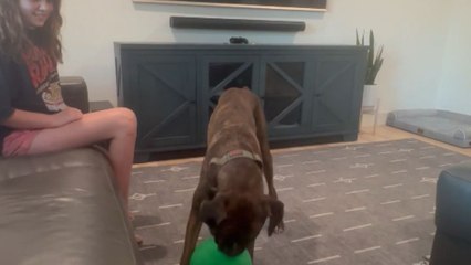 Hilarious balloon chase: Dog leaps over couch to save his favorite balloon