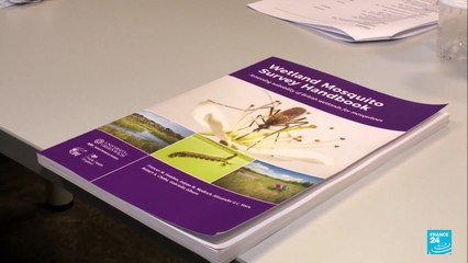 Islandia encuentra mosquitos en su territorio por primera vez en la historia