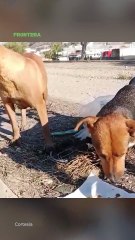 Los 11 hijos de "Nanito" ya tienen hogar en EE.UU, ahora piden apoyo para la pareja con la esterilización. 🐕✅