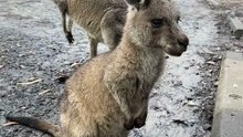 Kangaroos eating