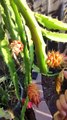 Desert King 16- Remove the thorns before harvest #bestdragonfruit #dragonfruit #farming #gardening