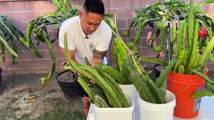 How To Root Cuttings In Bulk. Fast and Efficient Way _ Dragon Fruit Tips