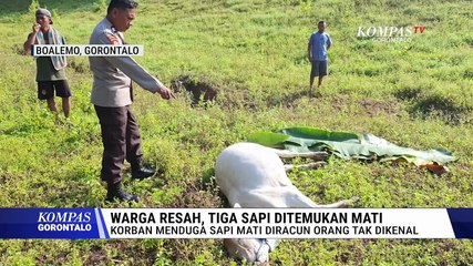Lagi, Sapi Milik Warga di Boalemo Kembali Ditemukan Mati Mendadak, Diduga Diracun
