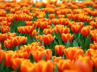 ابتهال نصر الدين طوبار حين يهدى الصبح  _.flv