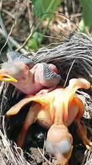 Cuckoo Chick Pushes Out Older Nest Mate