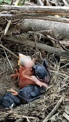Cuckoo Chick Pushes Out Older Nest Mate