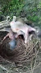 Cuckoo Chick Pushes Out Older Nest Mate