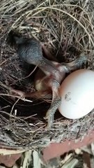 Cuckoo Chick Pushes Out Older Nest Mate