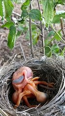 Cuckoo Chick Pushes Out Older Nest Mate