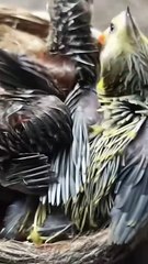 Cuckoo Chick Pushes Out Older Nest Mate