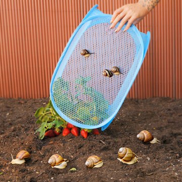 Sorry bugs but you don't stand a change agains these hacks 🐜 #hacks #pests #bugs #repellent #greenlife