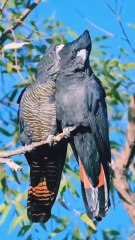 A pair of red cockatoos