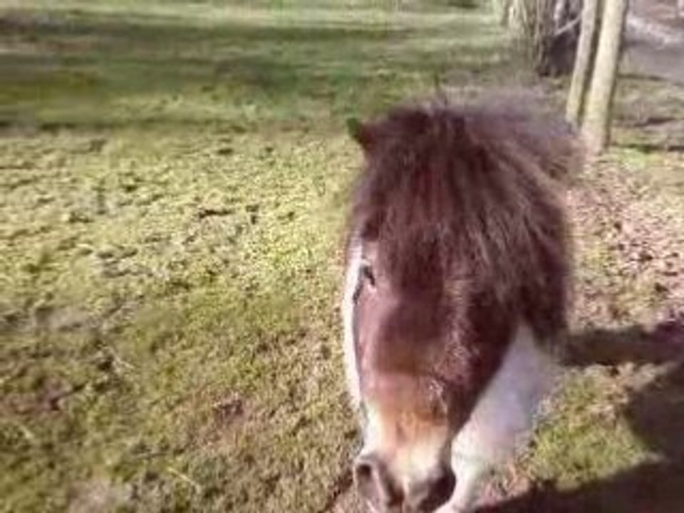 Ptit galop