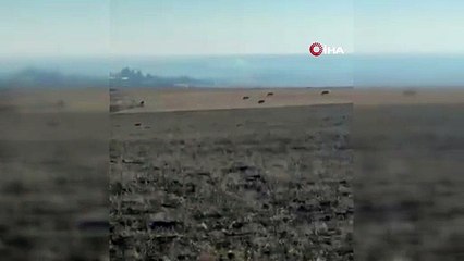 Kurt sürüsü köye indi! O anlar kamerada