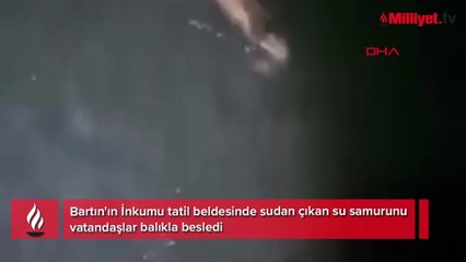 Tatil beldesinde görüntülendi! Sudan çıktı, vatandaşlar elleriyle besledi