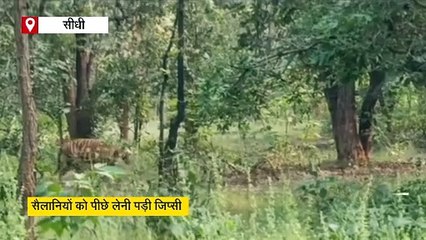 राजा की चाल में जिप्सी के सामने आया बाघ, पर्यटकों को पीछे लेने पड़े कदम