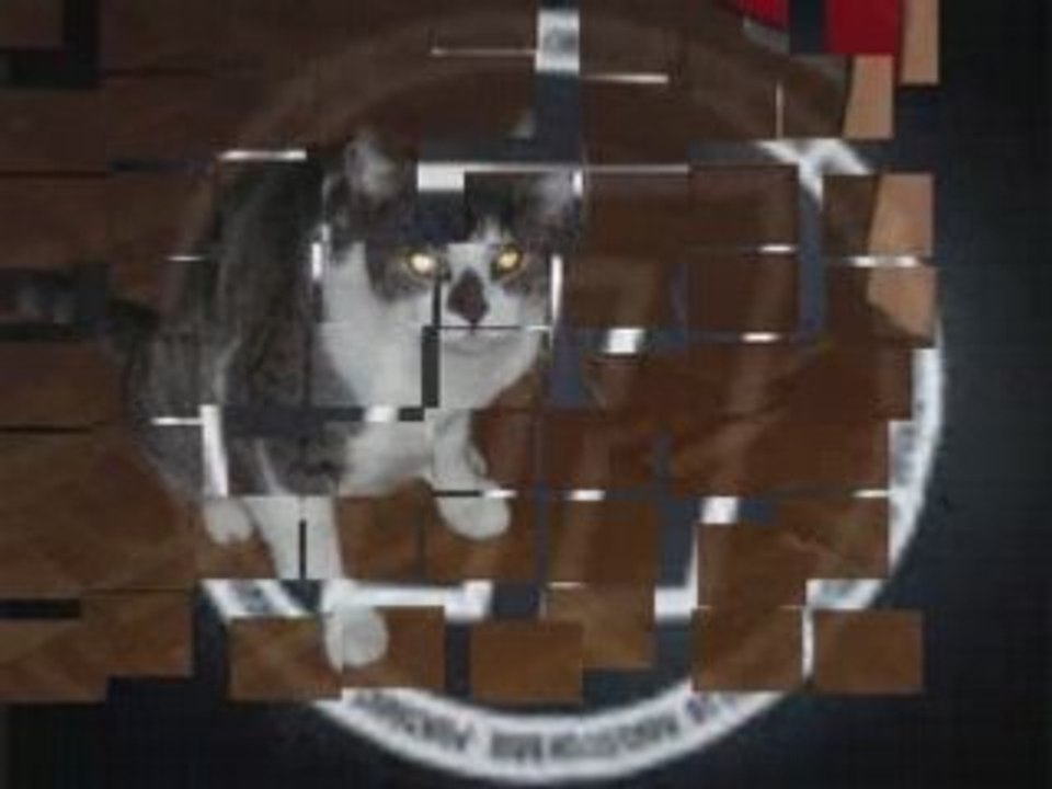 Mon chat_0001