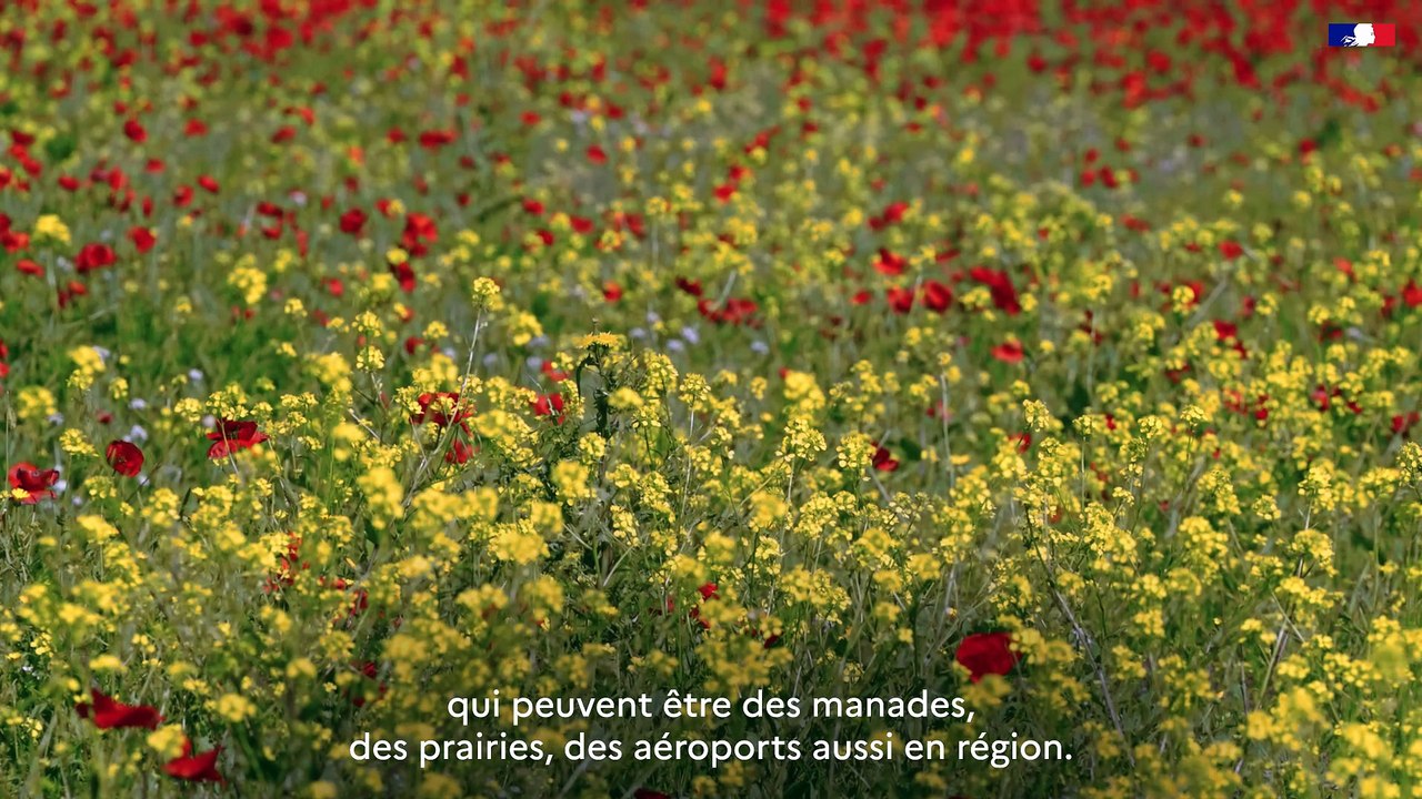 DREAL Occitanie - Plan National D'Action - #11 L'outarde canepetière