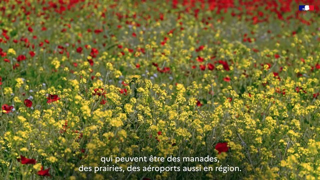 DREAL Occitanie - Plan National D'Action - #11 L'outarde canepetière