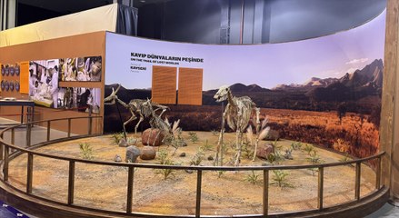 Milyonlarca yıllık fosillerin eksik uzuvları tamamlanıyor: Yakında müzede sergilenecek