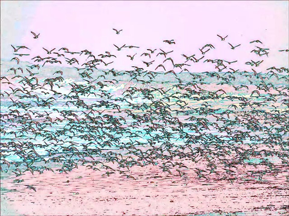 Oiseaux (montage artistique)