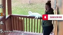 Ranking The Most Incredible Cat Saves 😺🔗🐈