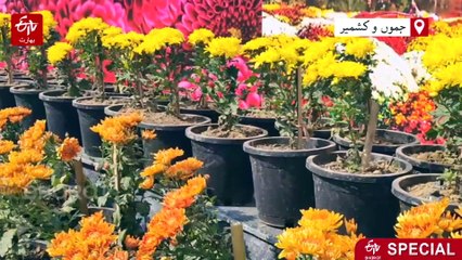 سرینگر کے لال چوک میں 'گل داؤد' شو کا اہتمام