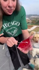 Şaşırtan deney sonucu! En pis ağız bakın kimin çıktı, kedi mi, köpek mi, insan mı?