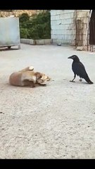Fox and crow fight - FunkyPets4u    #funny  #funkypets4u #crow #funnypets