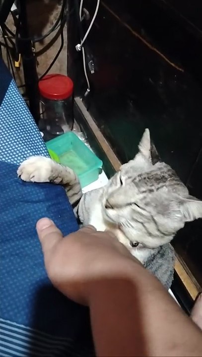 Kucing Lucu