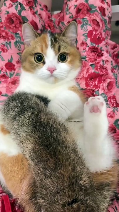 Cat Kitten Cute
