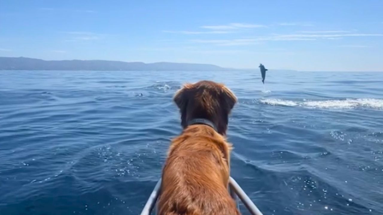 Dog Get Treated To Amazing Show By Pod Of Dolphins | Wild-ish TV