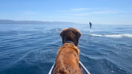 Dog Get Treated To Amazing Show By Pod Of Dolphins | Wild-ish TV