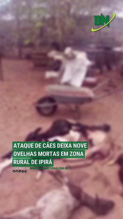 VÍDEO: Ataque de cães deixa nove ovelhas mortas em zona rural de Ipirá