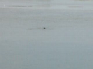 Phoques de la baie de somme