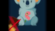 Le bébé koala mange du caca ?