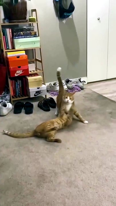 Đừng để vẻ ngoài đáng yêu đánh lừa bạn 😺 🐱 Mèo nhà tôi không ôm nhau ngủ. Chúng ôm nhau… để vật nhau 🔥 🐾 Tiếng gầm gừ vang lên mỗi khi ai đó bước vào 'vùng cấm'. Lãnh thổ là thiêng liêng. Tình thân? Để sau.