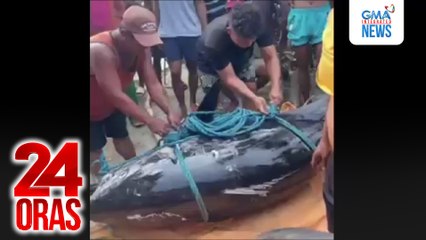 Giant tunang 360kg ang bigat, nahuli sa Pasuquin | 24 Oras