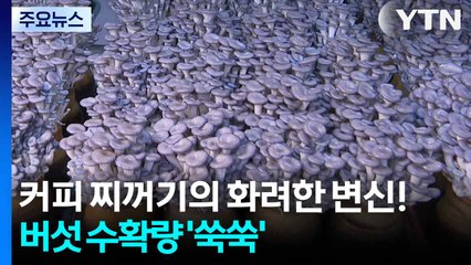 [경기] 커피 찌꺼기의 화려한 변신!...버섯 수확량 '쑥쑥' / YTN