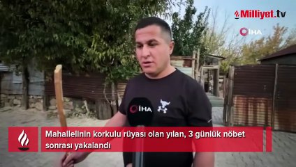 Mahallelinin korkulu rüyası olan yılan, 3 günlük nöbet sonrası yakalandı